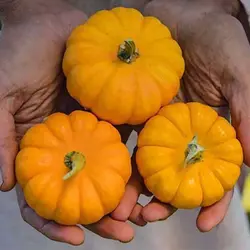 بذر کدو حلوایی جک