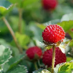 بذر توت فرنگی هندی