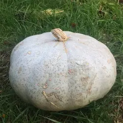 بذر کدو تنبل آبی زمستانه