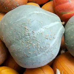 بذر کدو تنبل آبی زمستانه