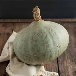 بذر کدو تنبل آبی زمستانه