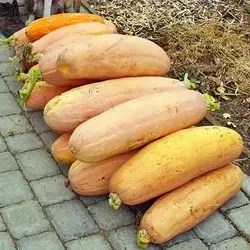 بذر کدو تنبل موزی صورتی