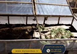 ثبت نام کلاس پرورش حلزون اچاتینا البینو با مجوز جهاد کشاورزی