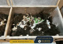 ثبت نام کلاس پرورش حلزون اچاتینا البینو با مجوز جهاد کشاورزی