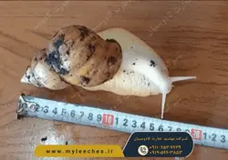 ثبت نام کلاس پرورش حلزون اچاتینا البینو با مجوز جهاد کشاورزی