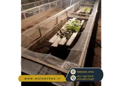 ثبت نام کلاس پرورش حلزون اچاتینا البینو با مجوز جهاد کشاورزی