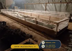 ثبت نام کلاس پرورش حلزون اچاتینا البینو با مجوز جهاد کشاورزی