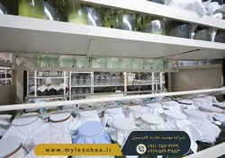 خرید انلاین پک 20 عددی زالو طبی