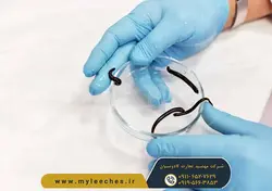 خرید انلاین پک 20 عددی زالو طبی