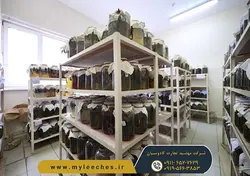 خرید انلاین پک 20 عددی زالو طبی