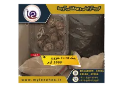 پک 10 عددی حلزون های طبی اسکارگو همراه با وسایل مورد نیاز