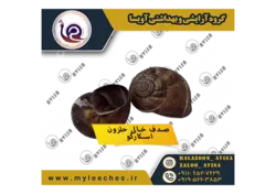 صدف خالی حلزون