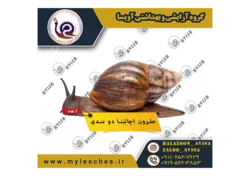 حلزون پرورشی اچاتینا دو بندی
