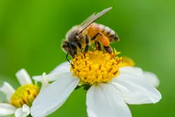 گرده طبیعی گل