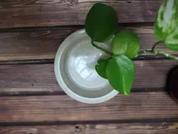 پیاله لبه دار سنگی کرم ۱۲Cm