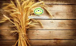 پوستردیواری خوشه گندم بر روی زمینه چوبی کد 12494