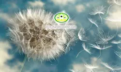 پوستردیواری قاصدک با زمینه آبی کد 12602