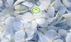 پوستردیواری گلهای آبی رنگ کد 12631