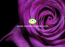 پوستردیواری گل کد 13170