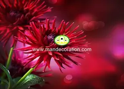 پوستردیواری گل 13190