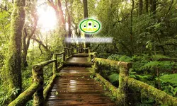 پوستردیواری طبیعت پل در جنگل کد 5307