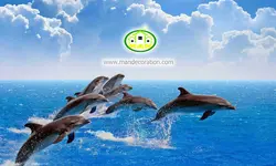 پوستردیواری طبیعت دریا و دلفین کد 12521