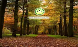 پوستردیواری جنگل پاییزی کد 12529