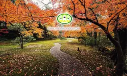 پوستردیواری جنگل پاییزی کد 12533