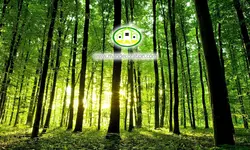 پوستردیواری تنه درختان جنگل کد 12550