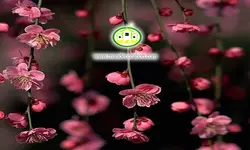 پوستردیواری آبرنگی شکوفه صورتی کد 5137