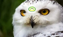 پوستردیواری جغد سفیدکد v12137