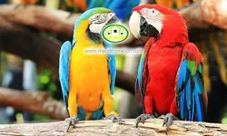 پوستردیواری پرندگان رنگی کد 12439