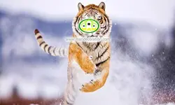 پوستردیواری ببر کد 12434