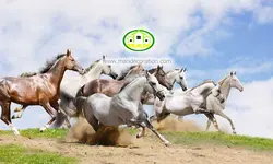 پوستردیواری اسبها کد 12441