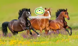 پوستردیواری اسب هاکد v12140