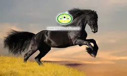 پوستردیواری اسب مشکی کد 12067