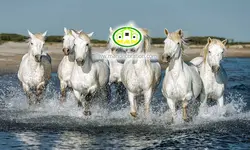 پوستردیواری اسب کد v12113