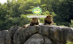 پوستردیواری شیر کد 12534