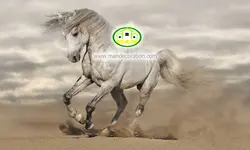 پوستردیواری اسب سفید کد v12075