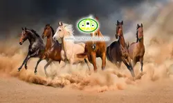 پوستردیواری اسب هاکد v12120