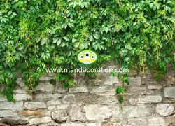 پوستردیواری دیوار پر از برگ کد 13178