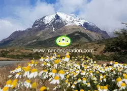 پوستردیواری طبیعت کد 13379