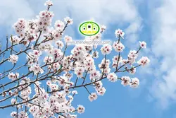 آسمان مجازی شکوفه کد 3024
