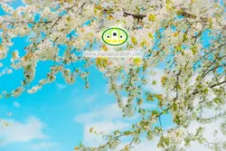 آسمان مجازی شکوفه کد 3034