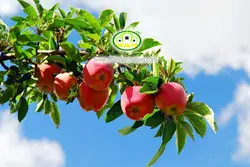 آسمان مجازی میوه کد 3203