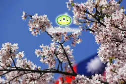 آسمان مجازی شکوفه کد 3022