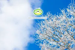 آسمان مجازی شاخه درختان کد 3209