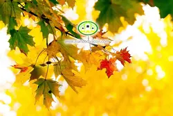 آسمان مجازی برگ پاییزی کد 3002