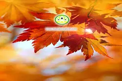 آسمان مجازی برگ پاییزی کد 3005