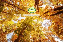آسمان مجازی شاخه درختان کد 3008